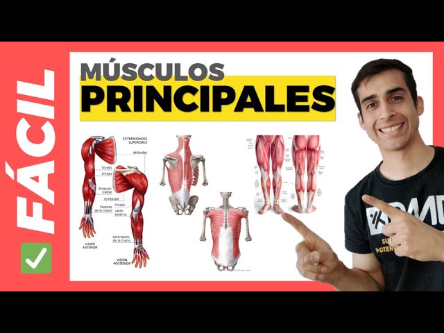 20 músculos más importantes del cuerpo humano