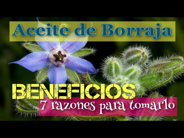 aceite de borraja para que sirve