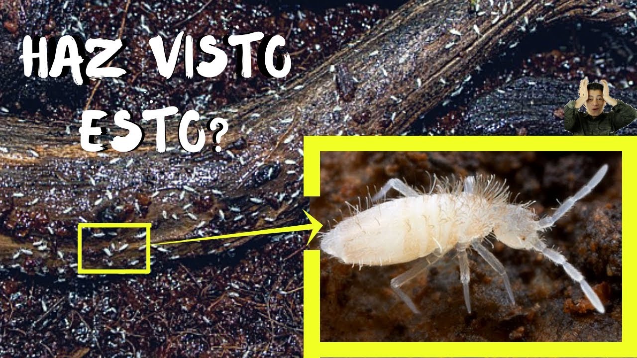 bichitos en la tierra de las macetas