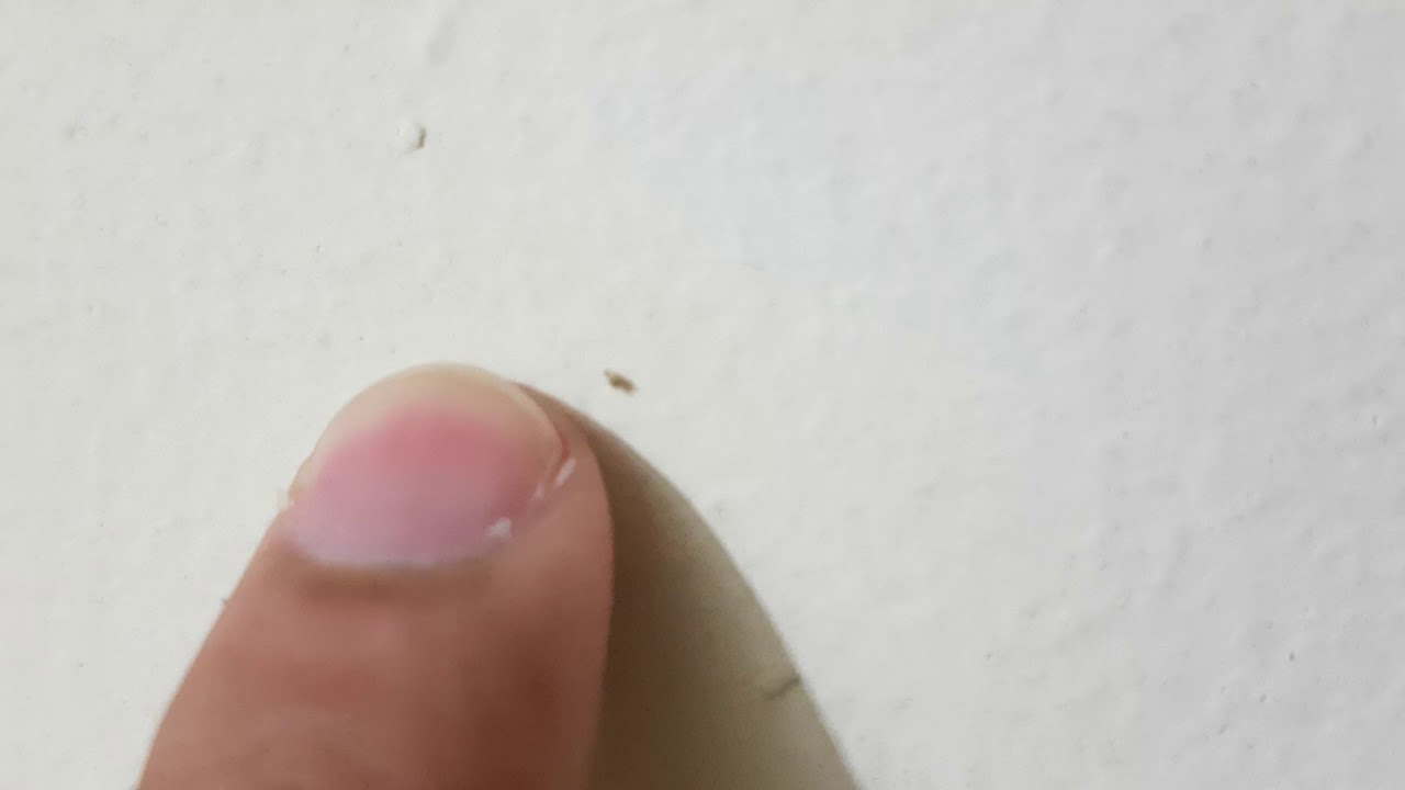 bichos pequeños rojos voladores en casa