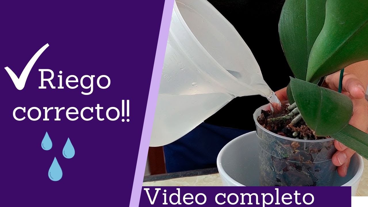 cada cuanto se riega la orquidea