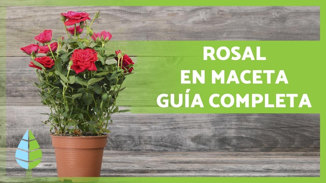 cada cuanto se riega un rosal