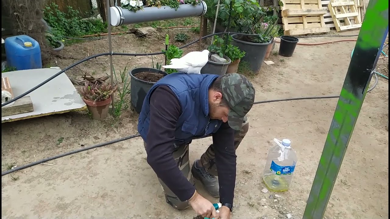 como acabar con un nido de avispas