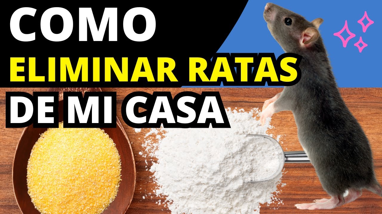 como cazar un raton en casa
