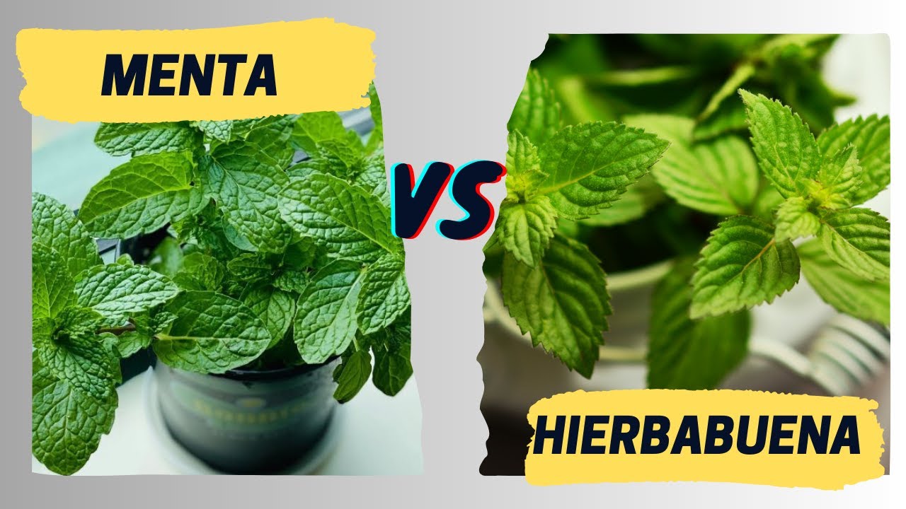 como diferenciar la menta de la hierbabuena