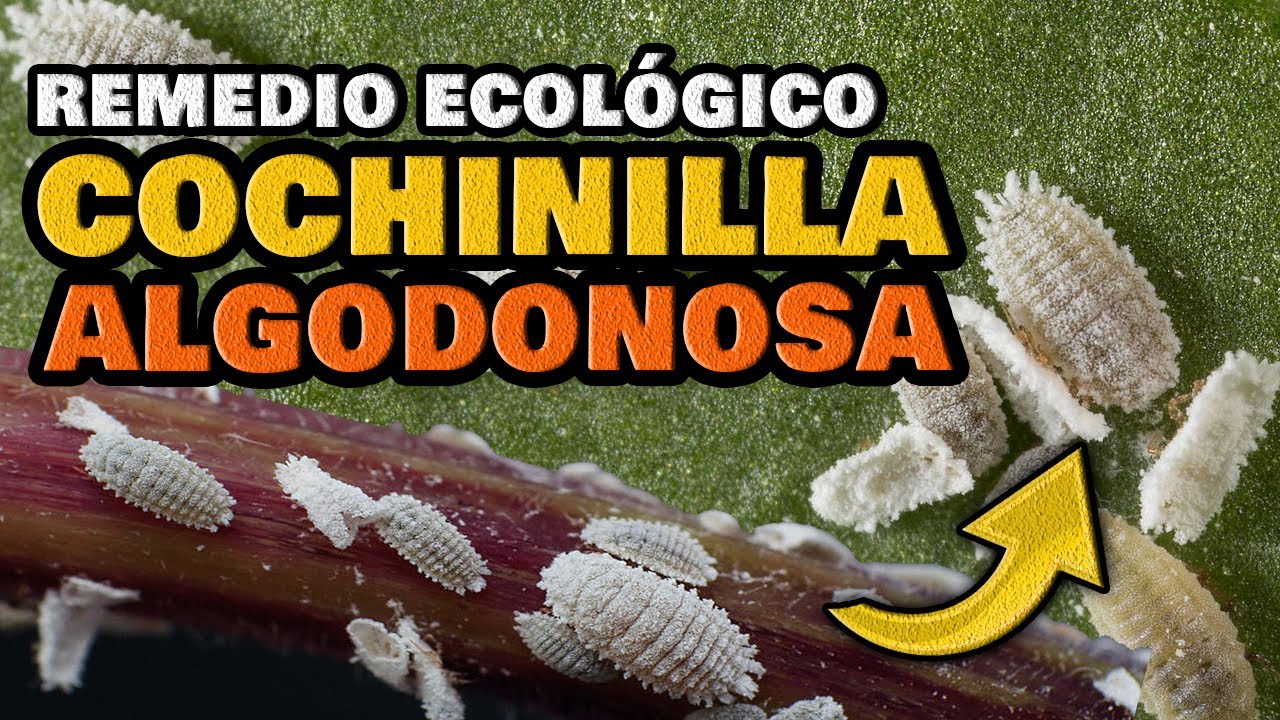 como eliminar cochinillas de las plantas