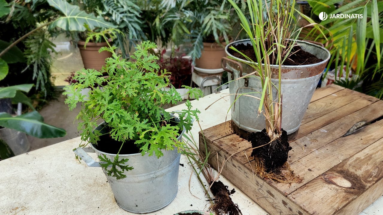 como es la planta de citronela