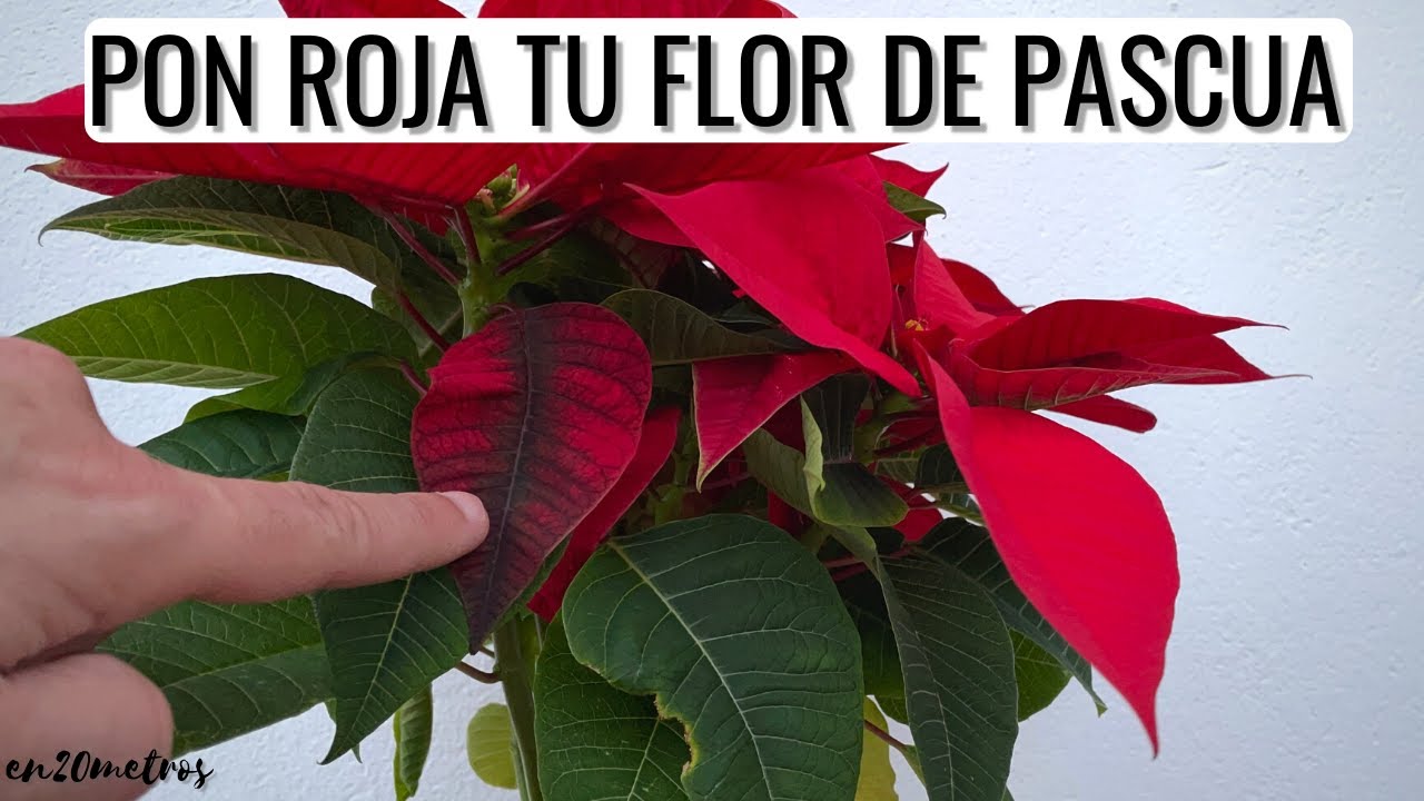 como poner roja la flor de pascua
