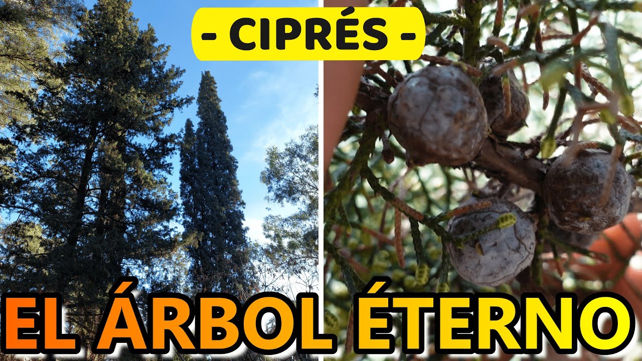 cómo se llama el fruto del ciprés