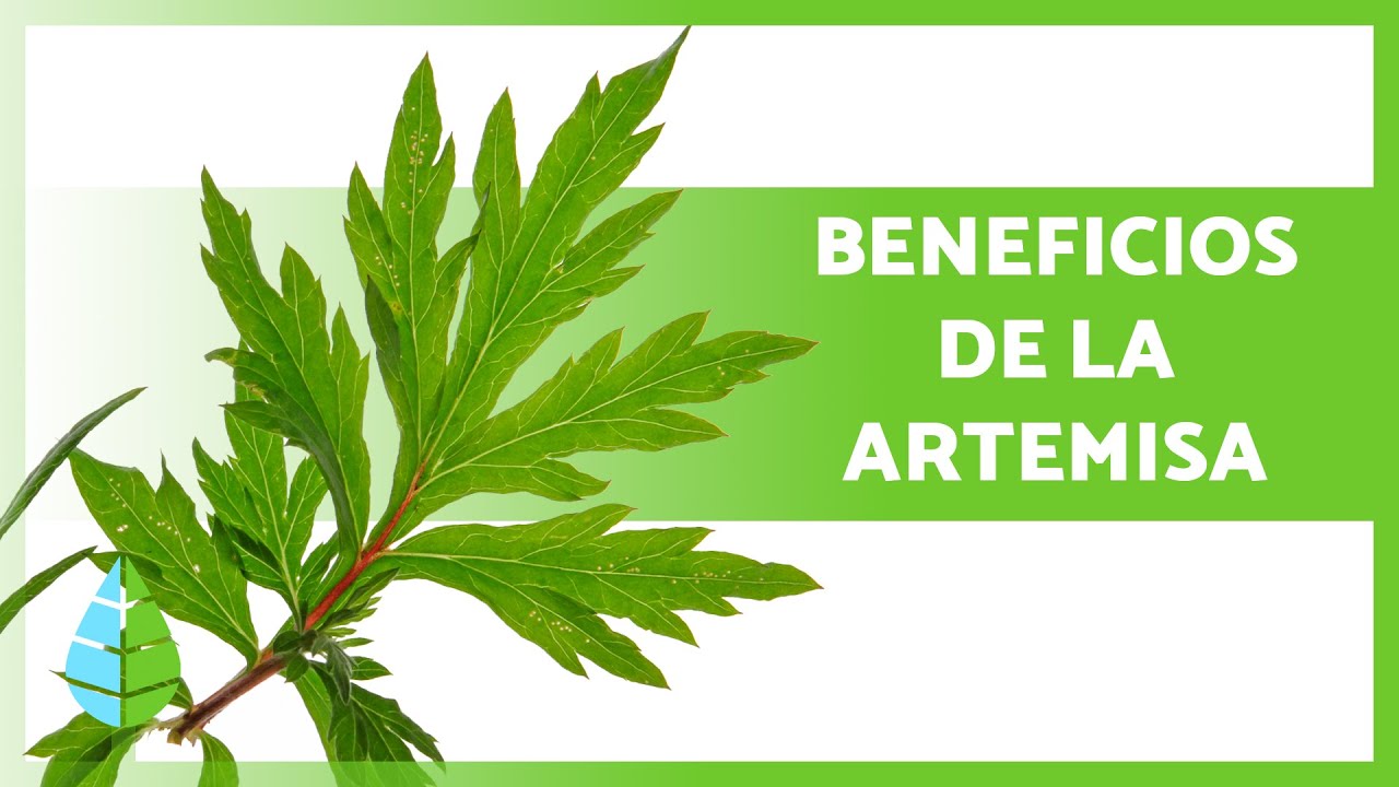 comprimidos de artemisa para que sirve