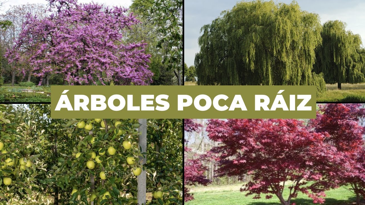 crecen rapido arboles para jardin con poca raiz