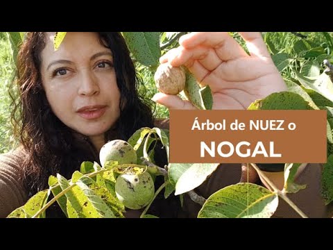 cual es el arbol de las nueces