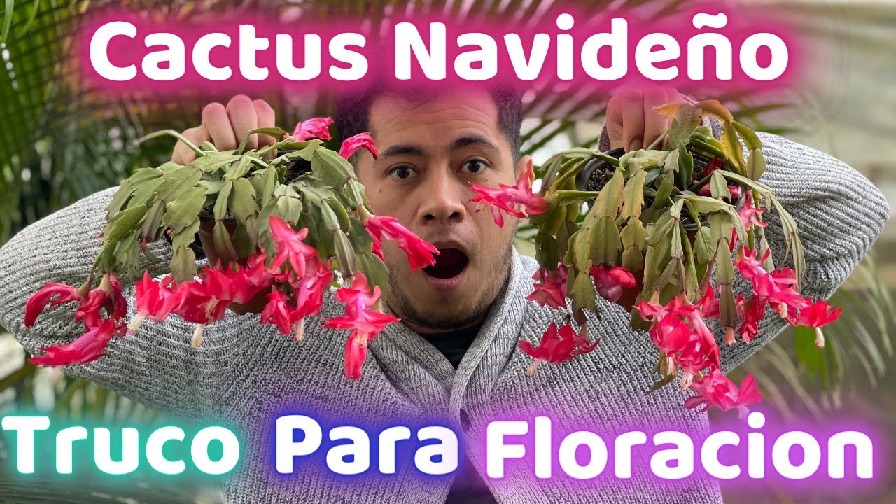 cuando florece el cactus de navidad