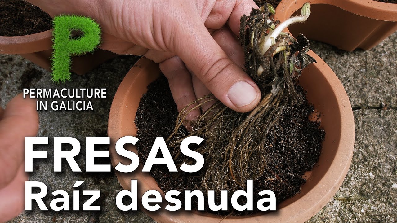 cuando se plantan las fresas en galicia