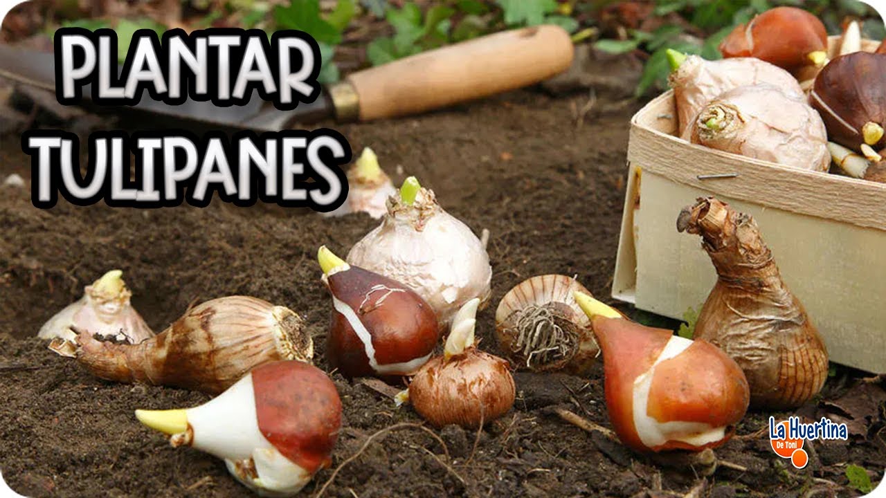 cuando se plantan los tulipanes en españa