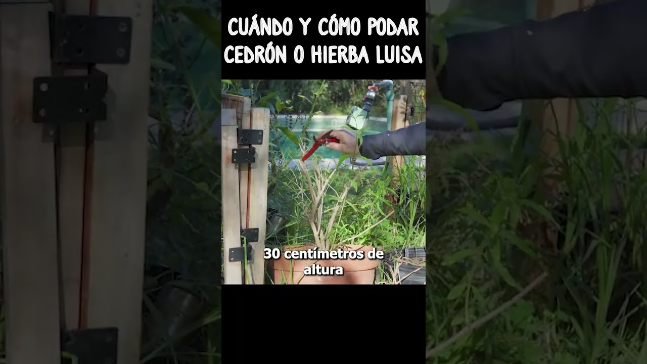 cuando se poda la hierba luisa