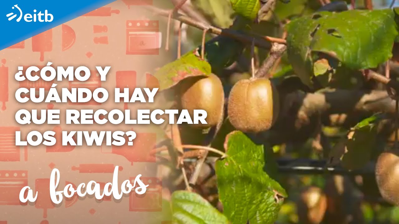 cuando se recoge el kiwi en galicia