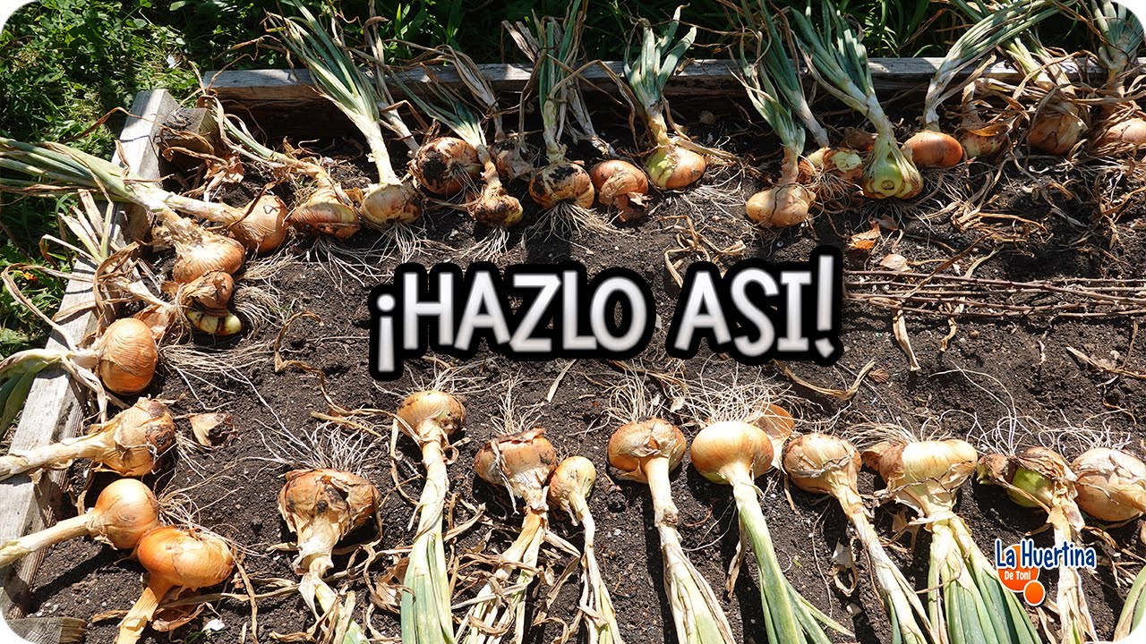 cuando se recogen las cebollas en galicia