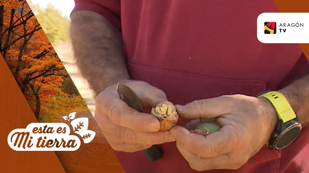 cuando se recogen las nueces en españa