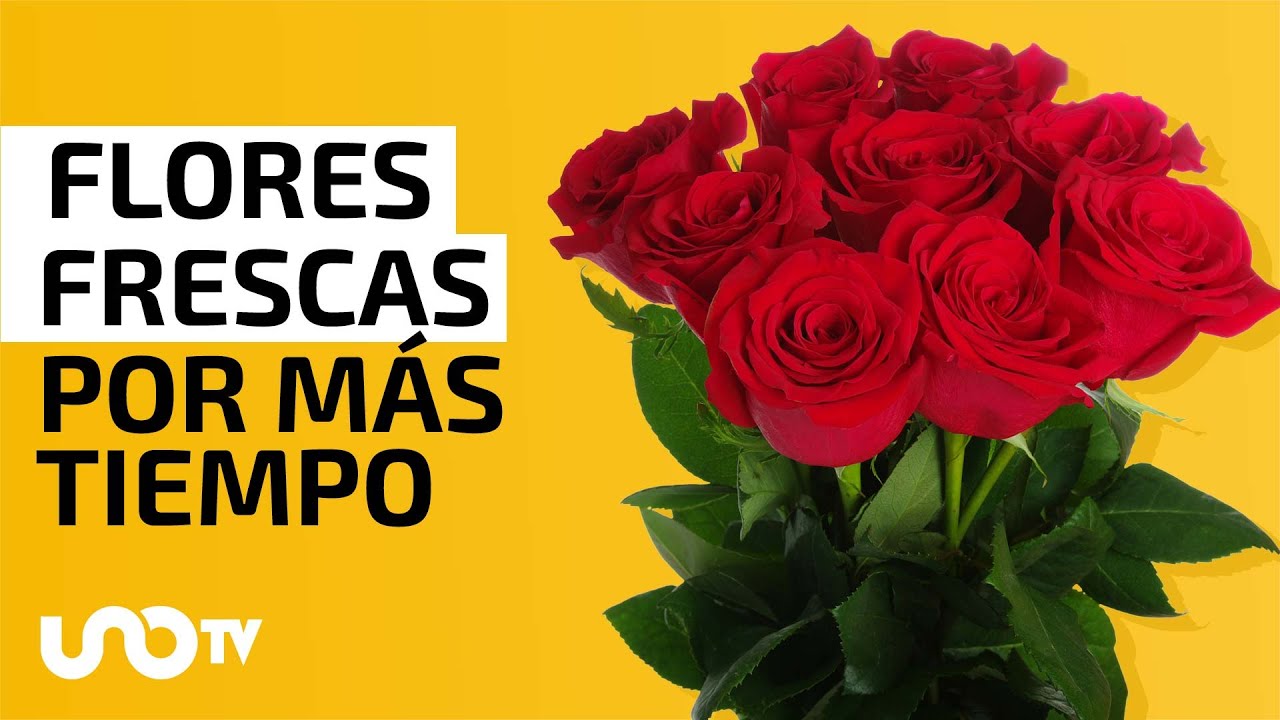 cuanto duran las rosas en agua