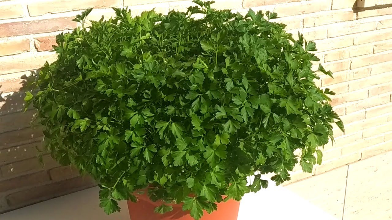 cuanto tarda en crecer el perejil