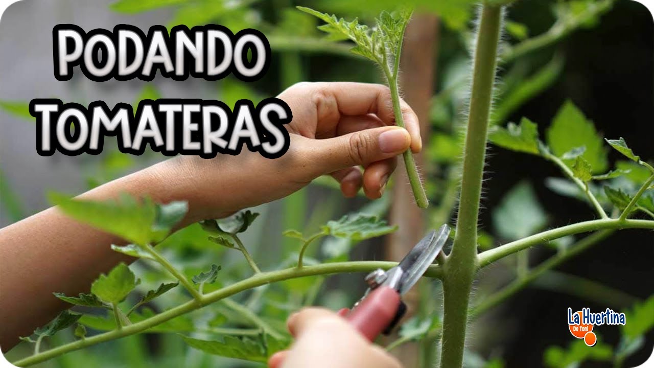 cuantos chupones se deben dejar en una tomatera