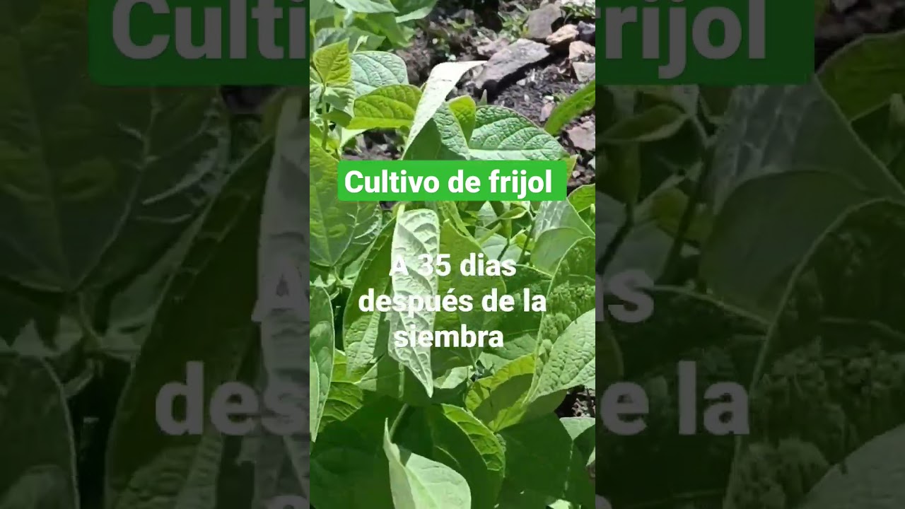 cuantos kilos produce una planta de judías