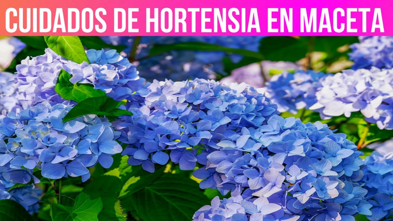 cuidado de las hortensias en maceta