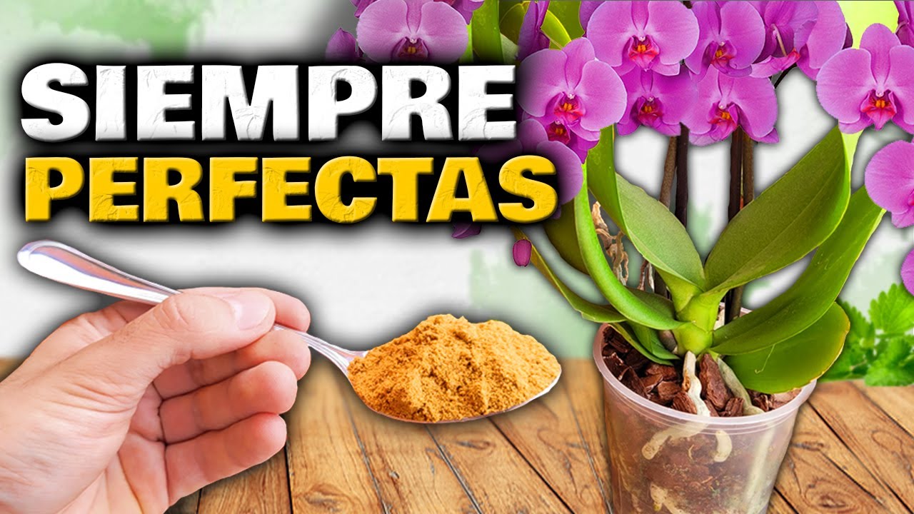 cuidado de las orquídeas en maceta