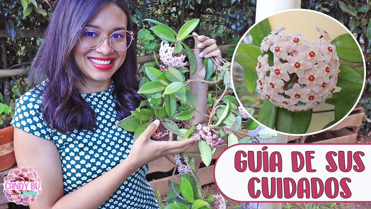 cuidados de la flor de cera