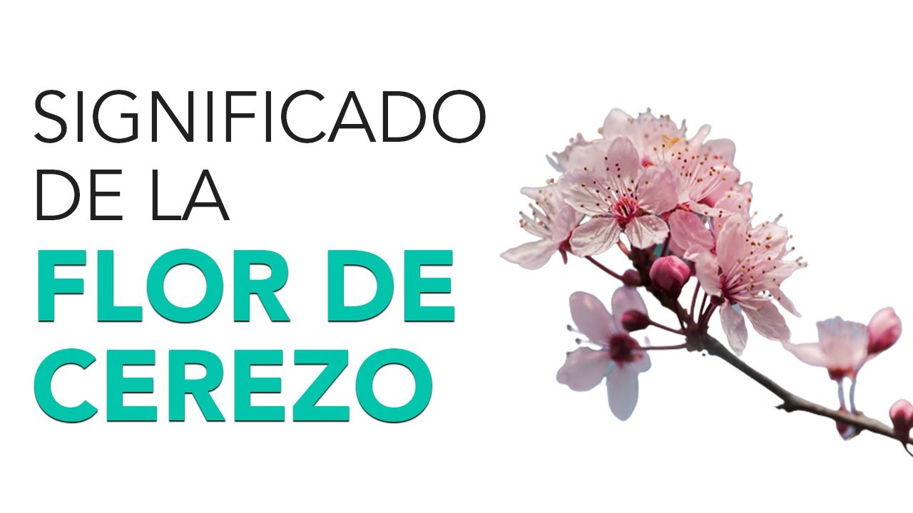 de que color es la flor del cerezo