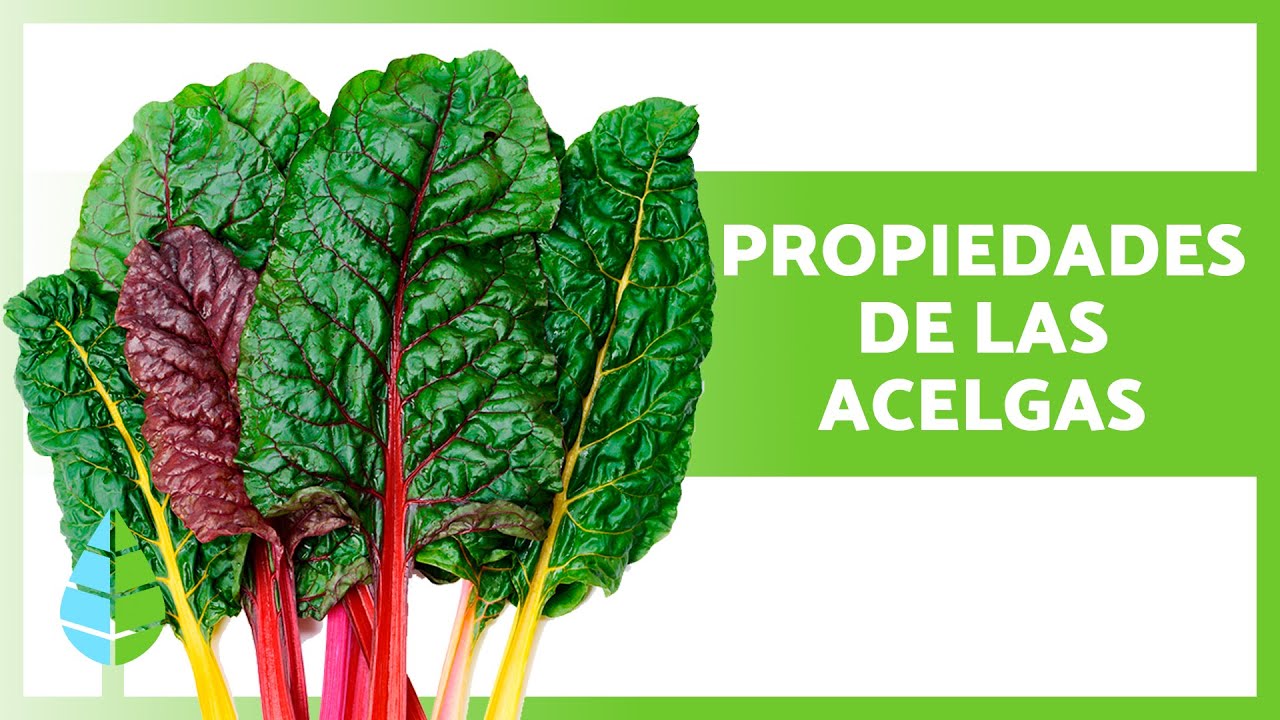 diferencia entre acelga roja y acelga verde