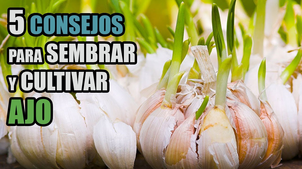 en que mes se plantan los ajos