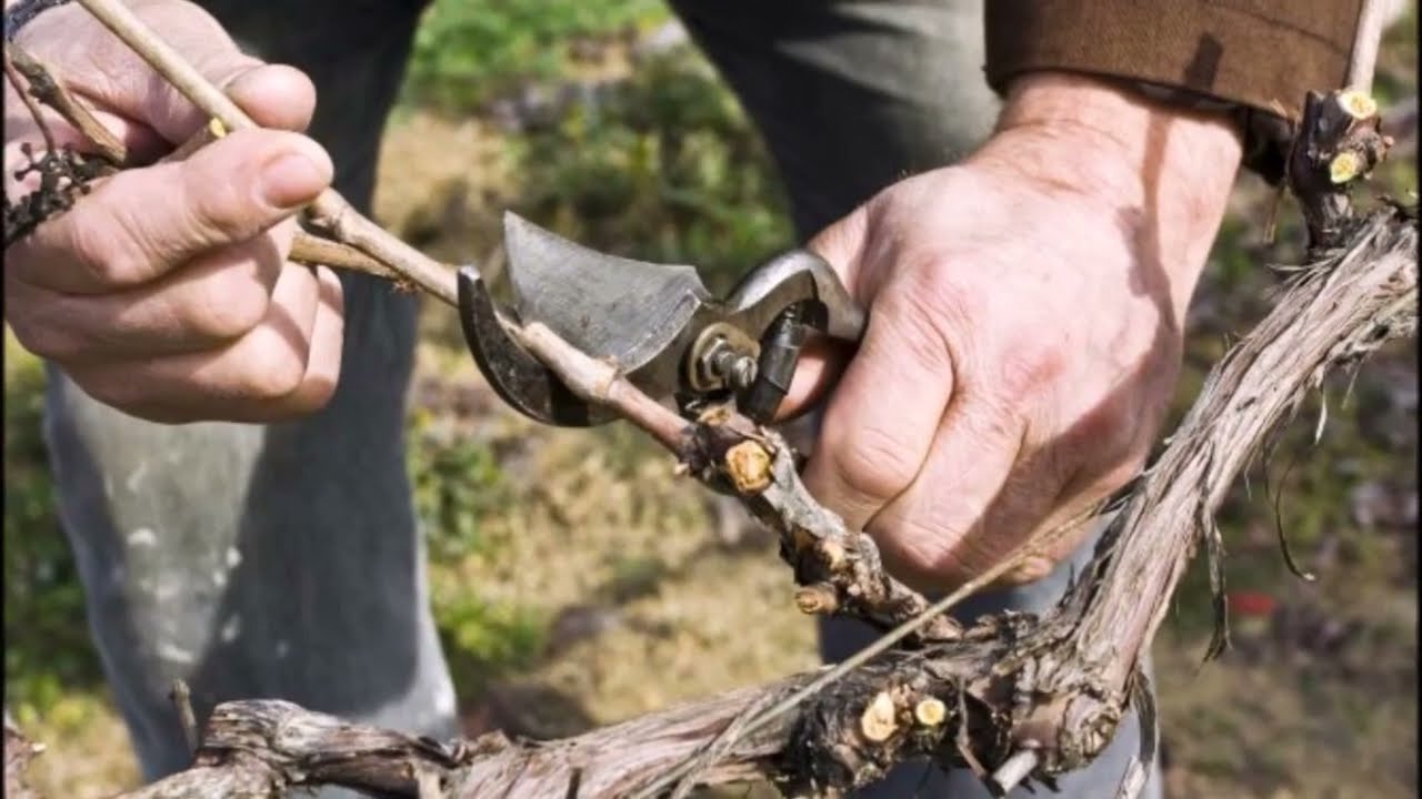 en que mes se podan las parras