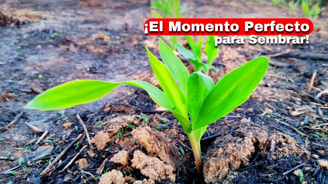 en que mes se siembra el maíz en españa