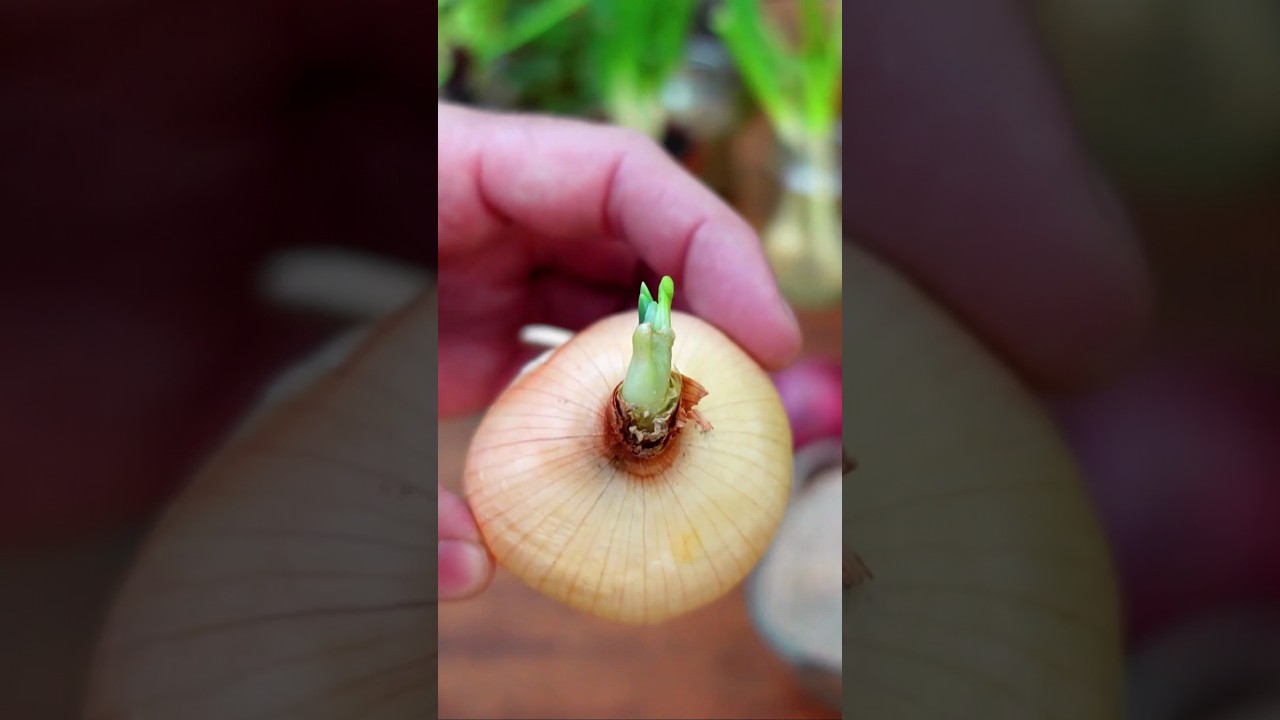 en qué tiempo se planta la cebolla