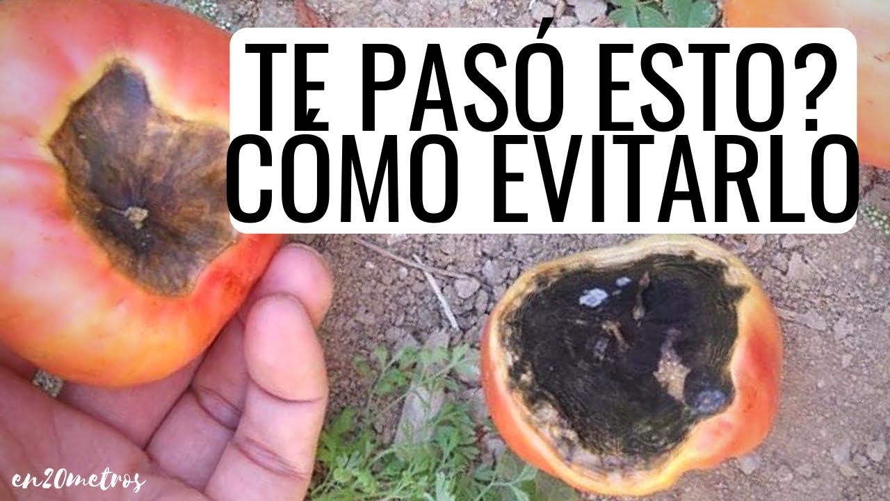 falta de calcio en los tomates