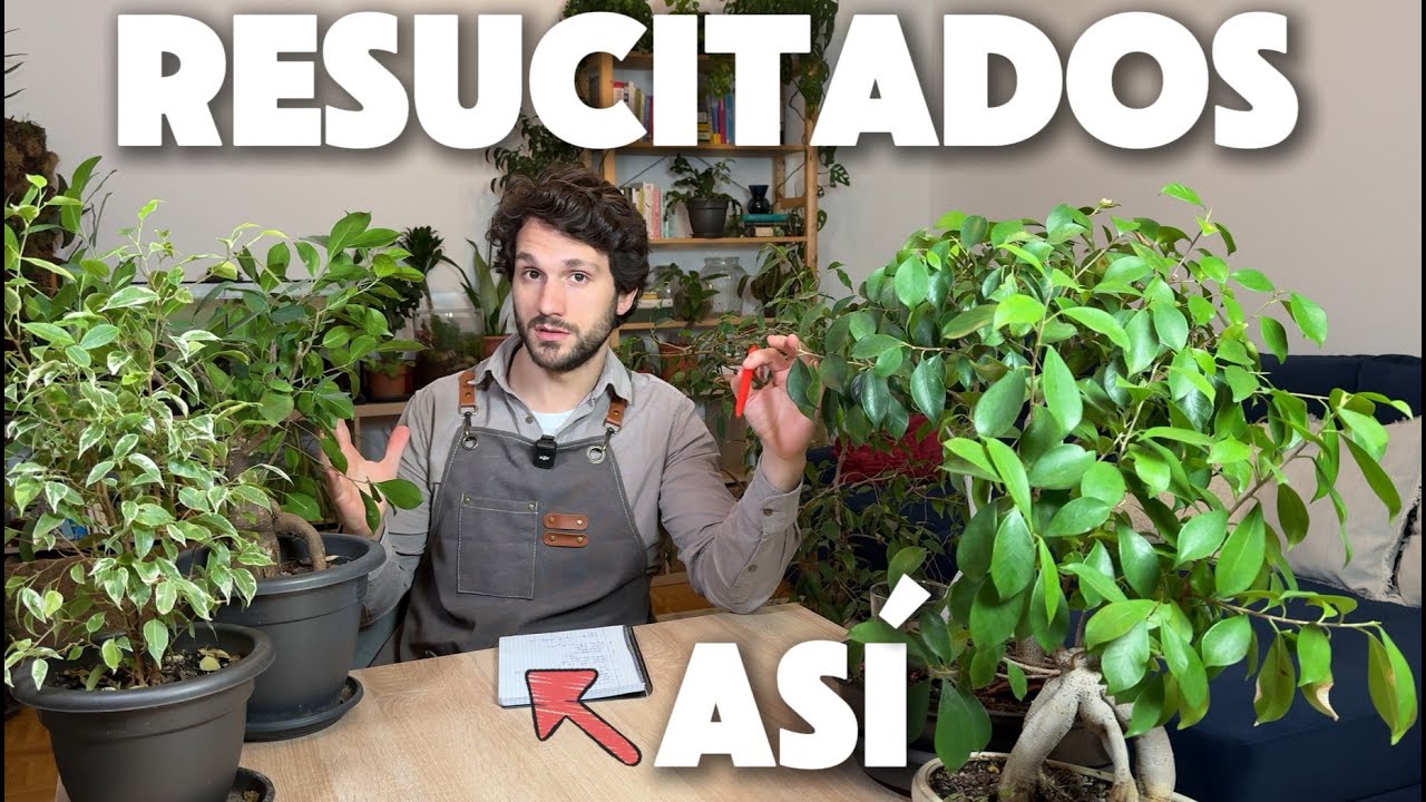 ficus se le caen las hojas