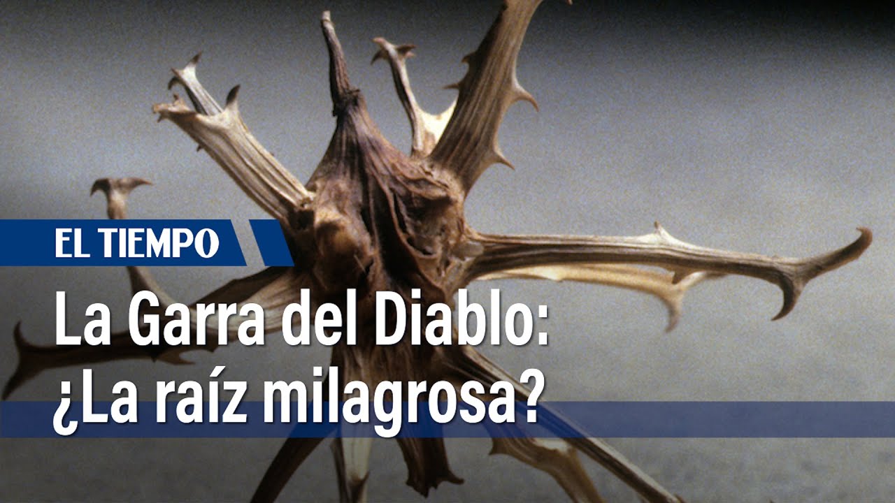 garra del diablo para qué sirve