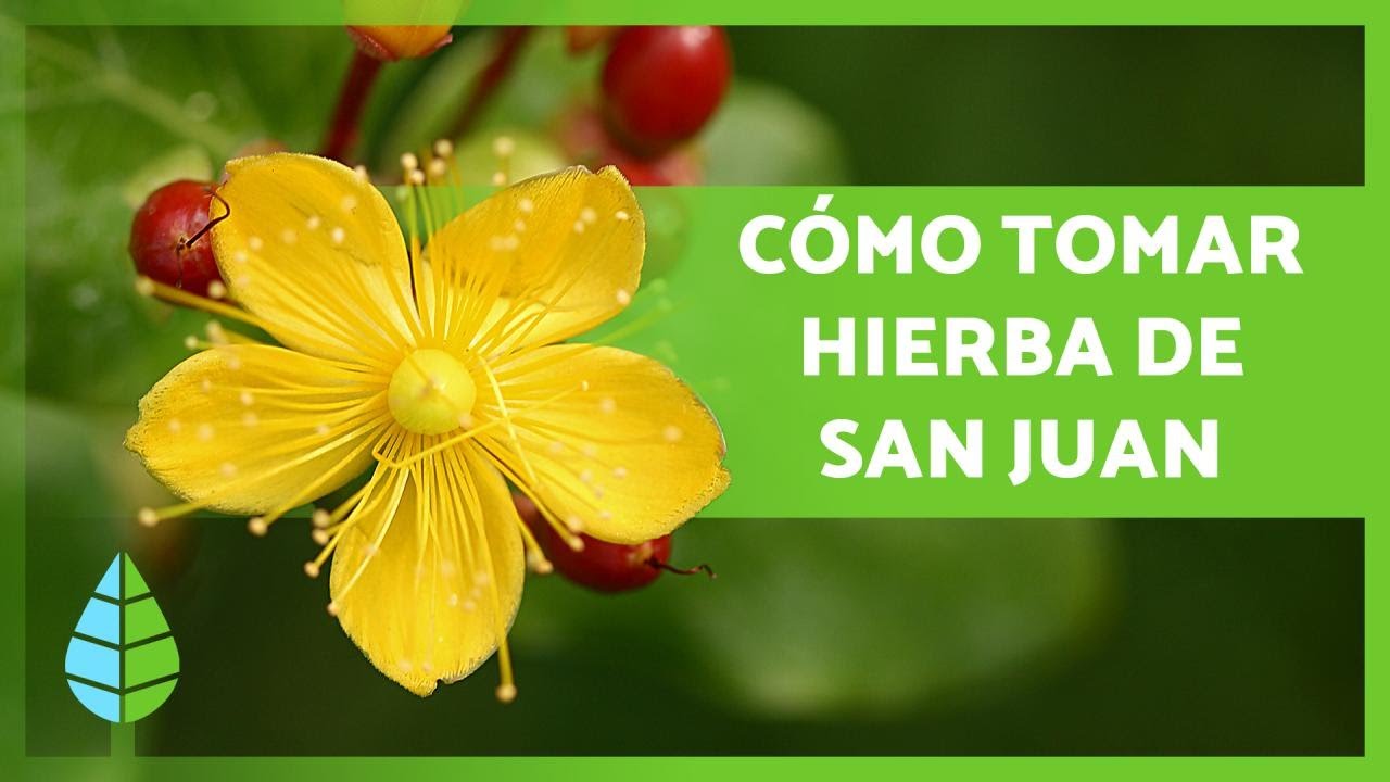 hierba de san juan propiedades y contraindicaciones