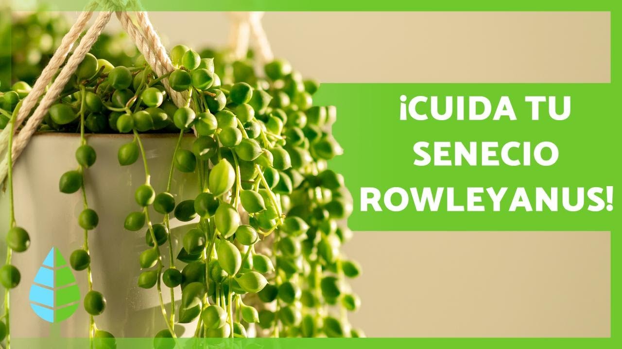 la planta del rosario es de interior o exterior