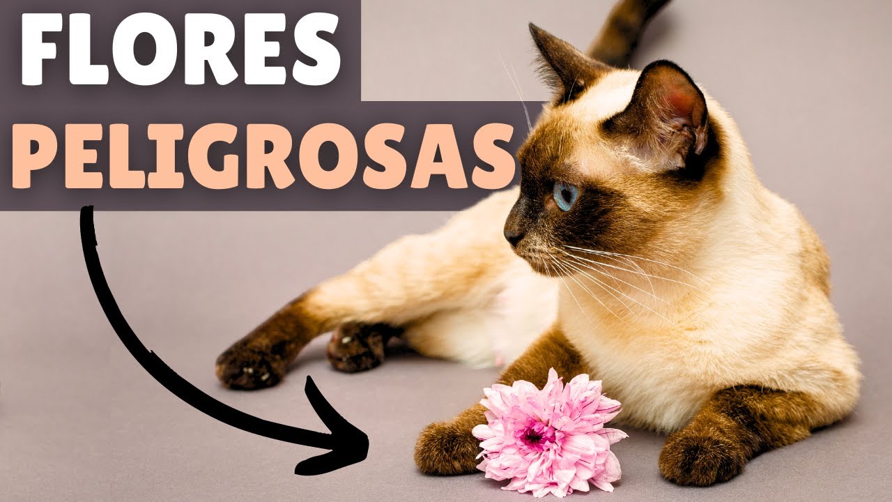 las margaritas son toxicas para los gatos