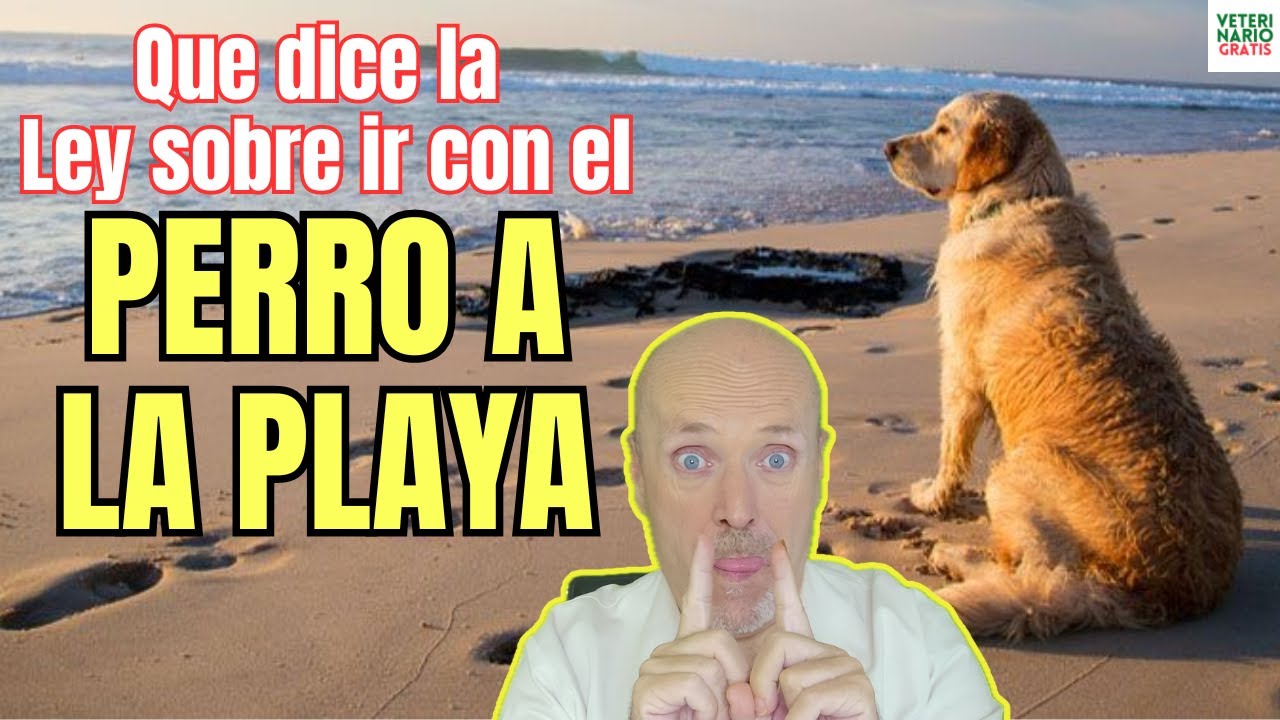 los perros pueden ir a la playa