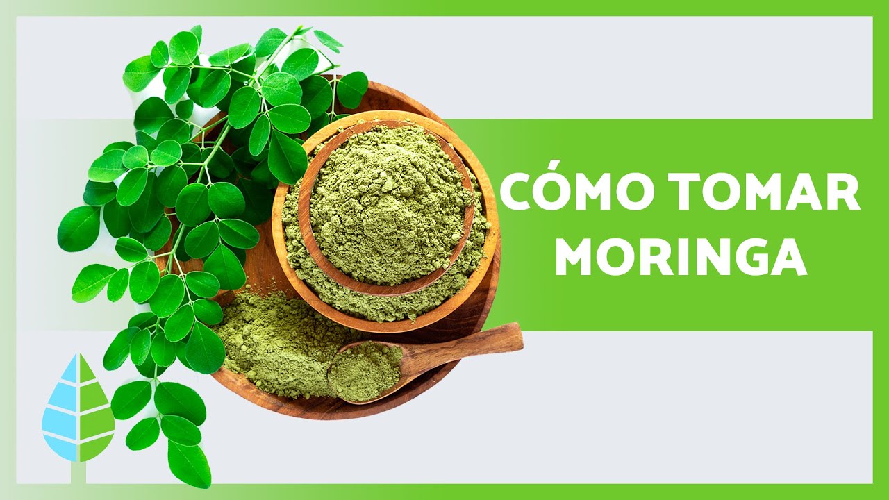 moringa en polvo como se toma