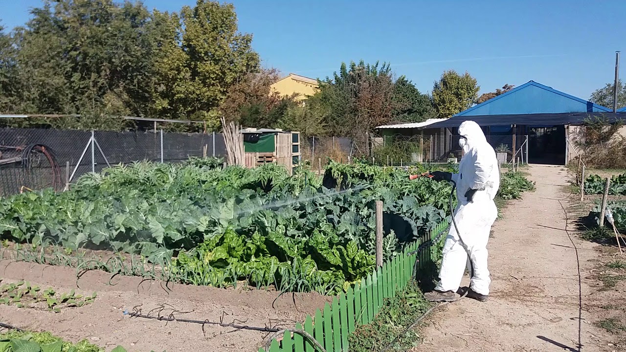 oruga de la col tratamiento ecológico
