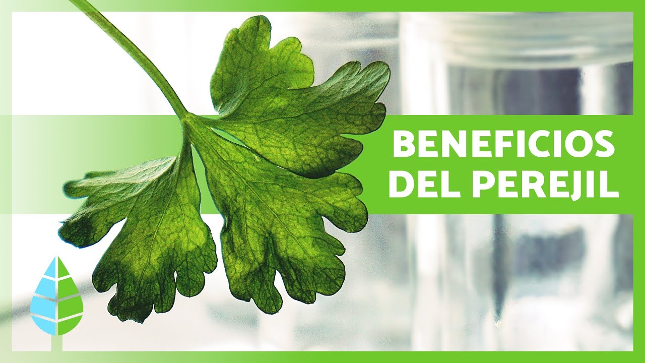para qué sirve la infusión de perejil