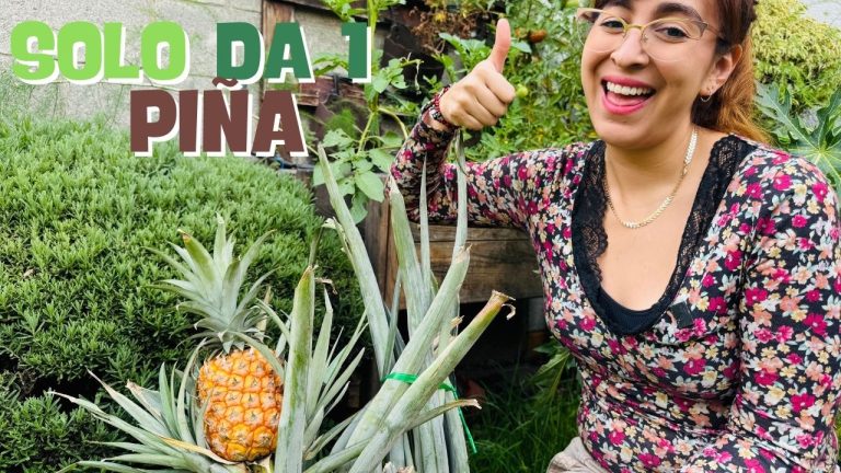 Guía Completa: Cuidados Esenciales para Cultivar una Planta de Piña en ...