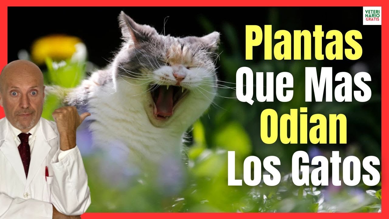 planta que ahuyenta a los gatos