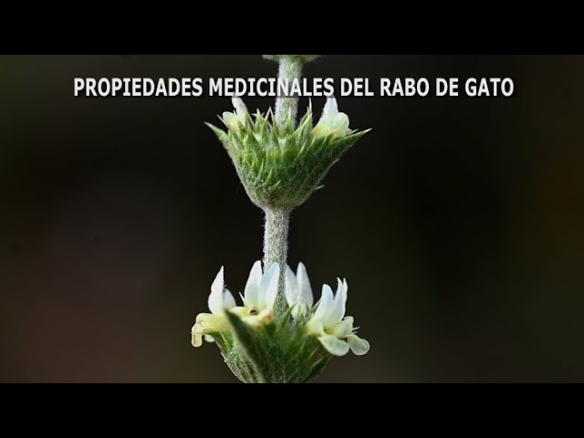 planta rabo de gato para que sirve