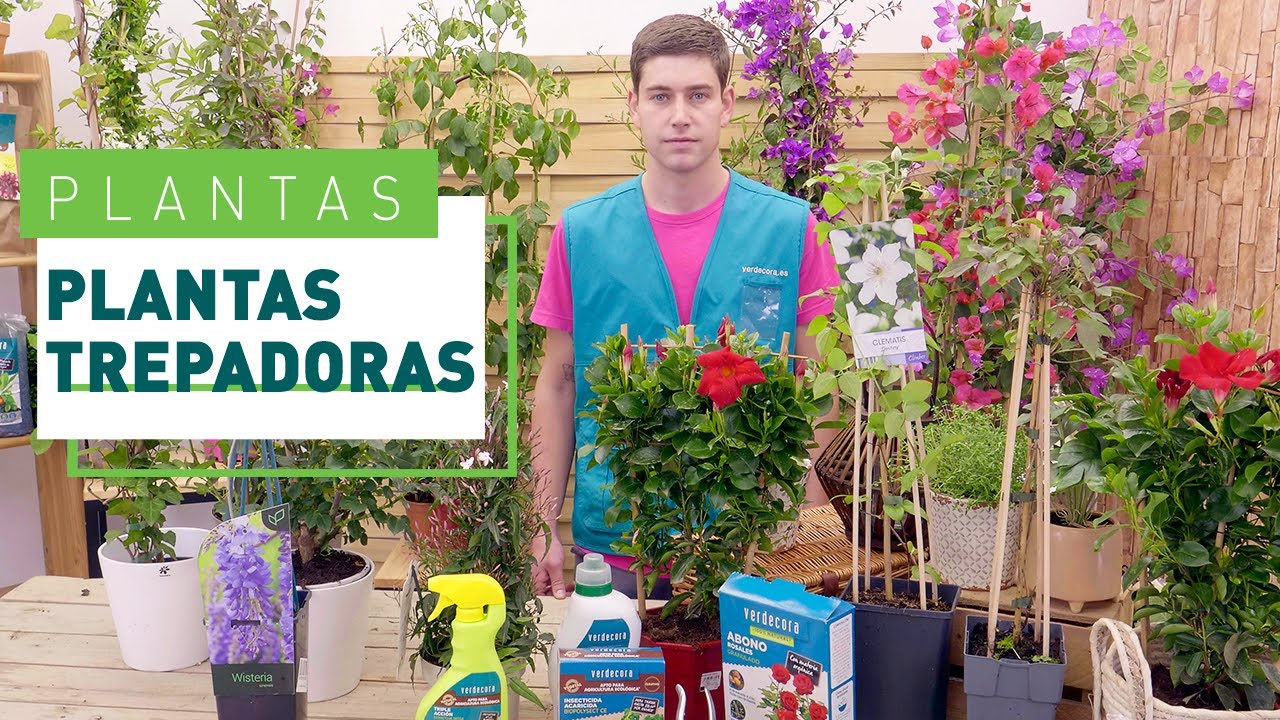 planta trepadora con flores en forma de campana